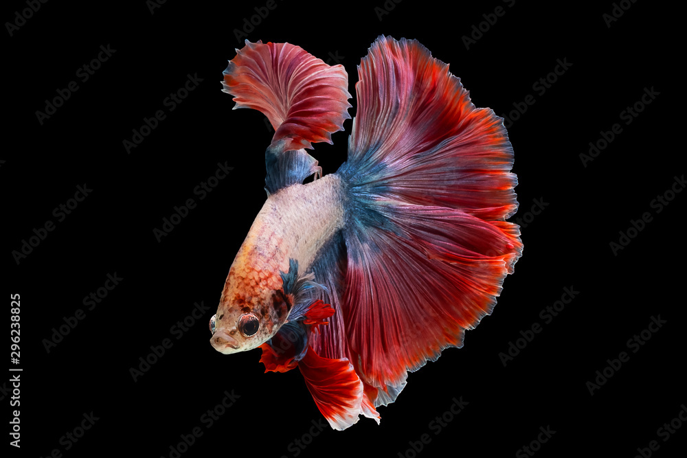 Fototapeta premium Multi-colored fighting fish, isolated on a black background. File contains a clipping path.