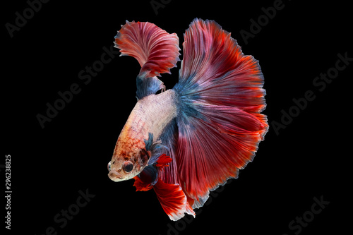 Multi-colored fighting fish, isolated on a black background. File contains a clipping path.