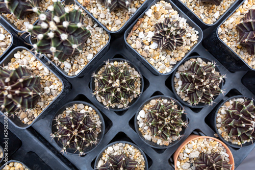 Topview of mini Gymnocalycium cactus plant on cactus garden.