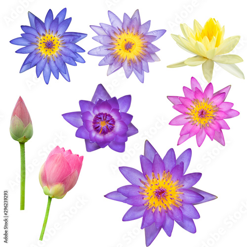 Collection of lotus isolated on white background with clipping path.