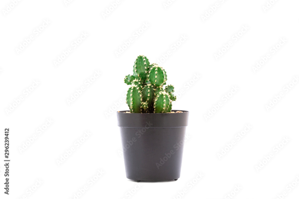 cactus in black pot isolated on white background cactus in black pot isolated on white background
