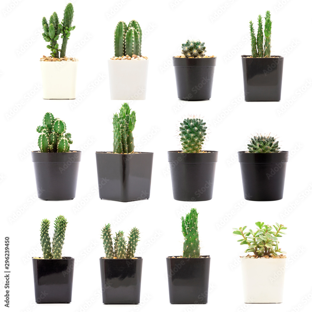 side view of collection cactus isolated on white background. side view of collection cactus isolated on white background.