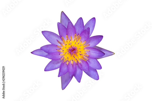 purple lotus isolated on white background with clipping path.