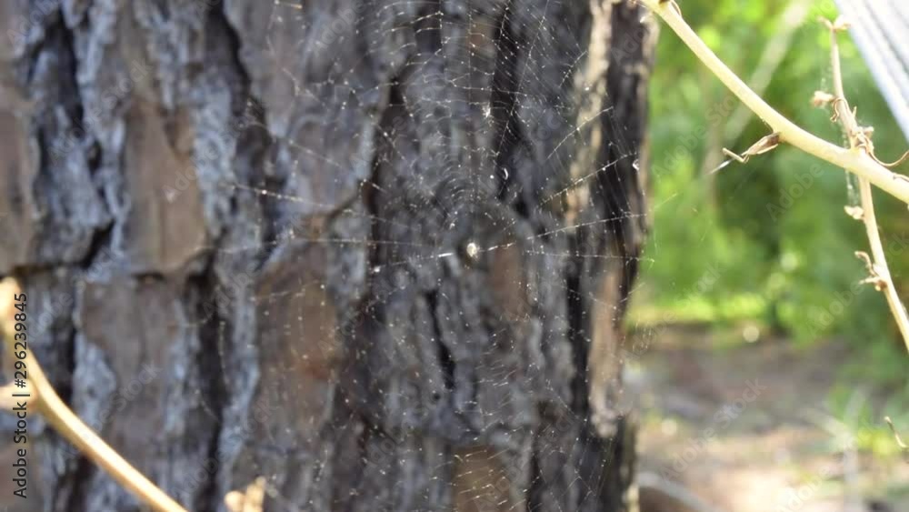 A close up shot of a spider web in the breeze. A close up shot of a spider web in the breeze.