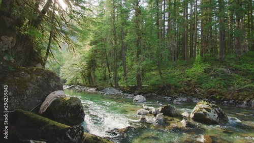 Wallpaper Mural Static shot of slow motion river flowing through an old growth forest in Mount Rainier National Park Torontodigital.ca