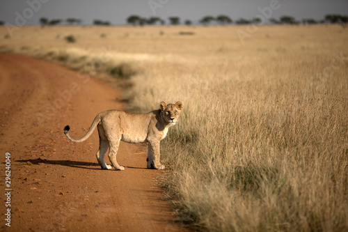 A lioness (Panthera leo) walking along a road in Tanzania