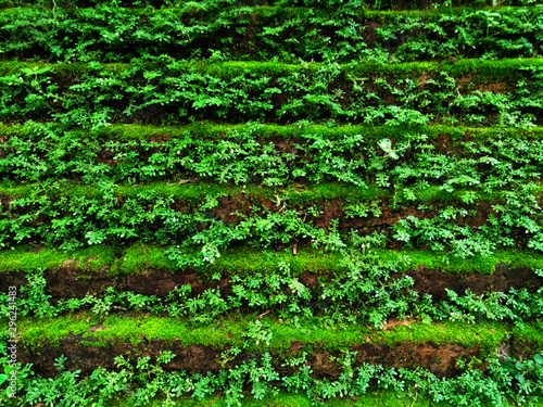 Tiny green leaves on the wall.