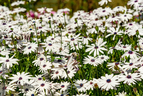 White Dimorphotheca flower with blue centre