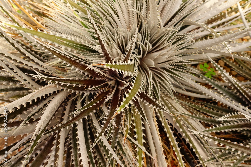 Close up of cactus plant in the garden