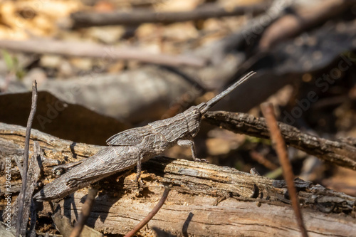 Bark-mimicking Grasshopper (Coryphistes ruricola). Walpeup, Victoria, Australia