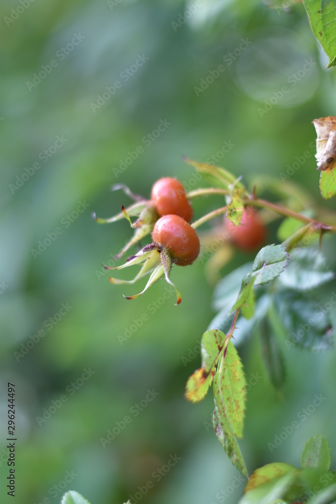 Hagebutten einer Kartoffelrose Hagebutten einer Kartoffelrose