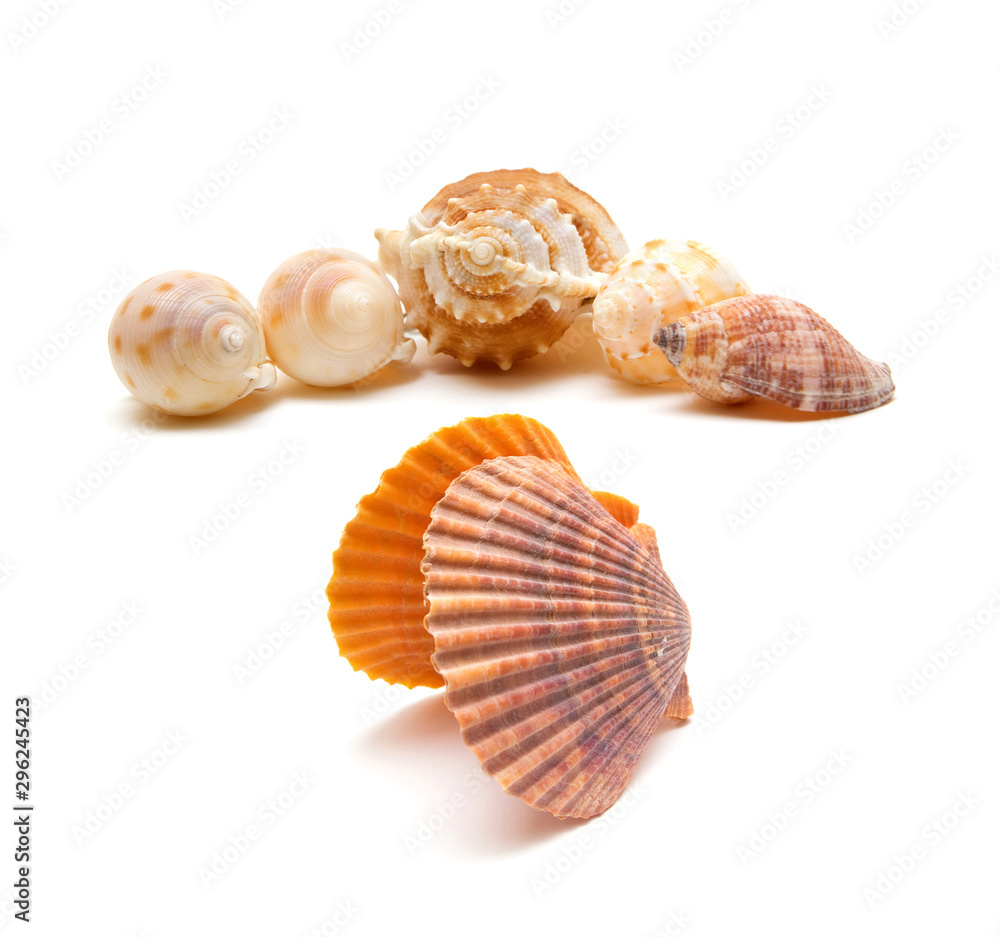 Seashell and conch isolated on white background
