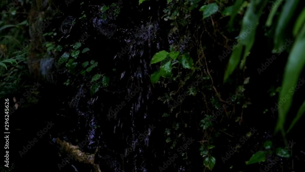 Beautiful scene of water dropping with green leaves slowmo Beautiful scene of water dropping with green leaves slowmo