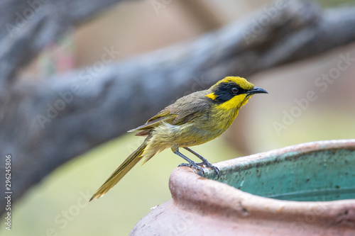Yellow-tufted Honeyeater in Australia
