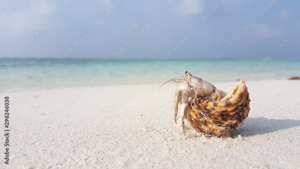 Carrying Shell Hermit crab trying to go out of shell and than crawling carrying shell ...