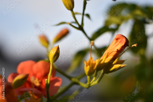 Blühende Trompetenblume (Campsis radicans)