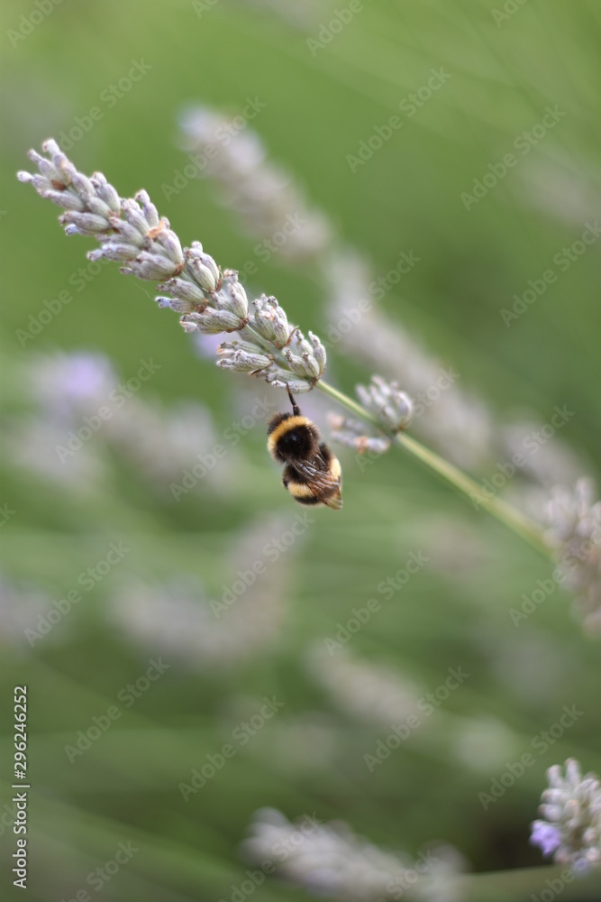 Lavendel (Lavandula angustifolia) mit Insekt Lavendel (Lavandula angustifolia) mit Insekt