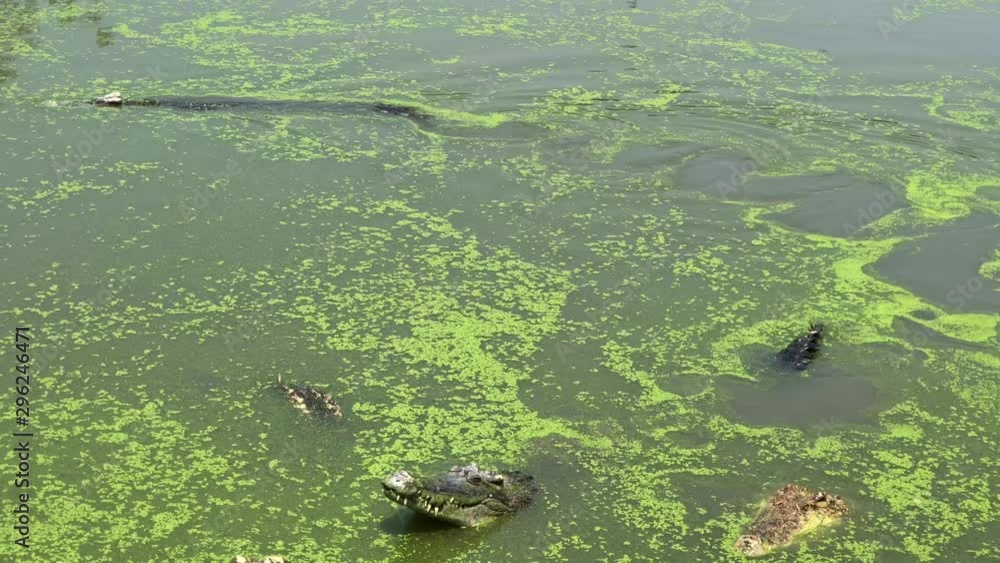 Samut Prakan Crocodile Farm and Zoo. Is the largest crocodile farm in the world, Thailand. Samut Prakan Crocodile Farm and Zoo. Is the largest crocodile farm in the world, Thailand.