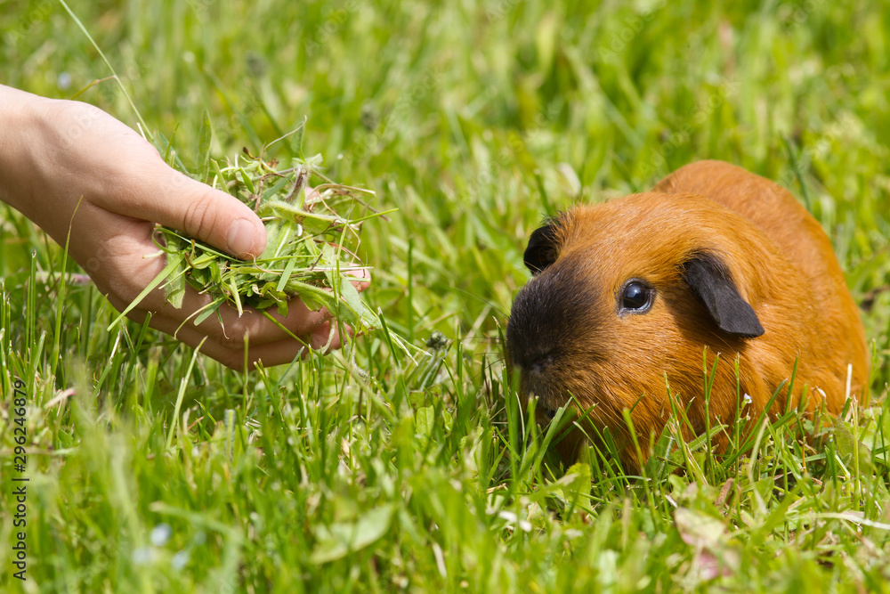 hand feeding guinea pig fresh grass hand feeding guinea pig fresh grass