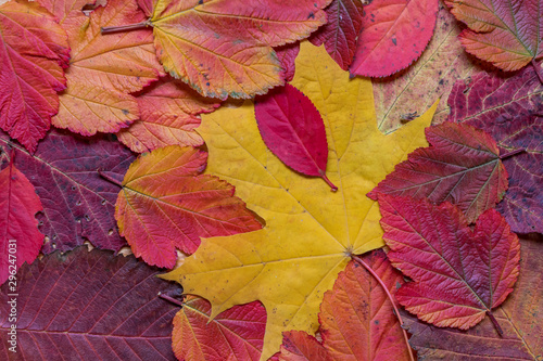 bright colored red and yellow leaves isolated  background close up   autumn fall texture