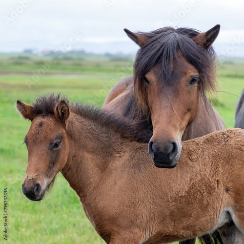 Icelandic horse mother and foal © Heather