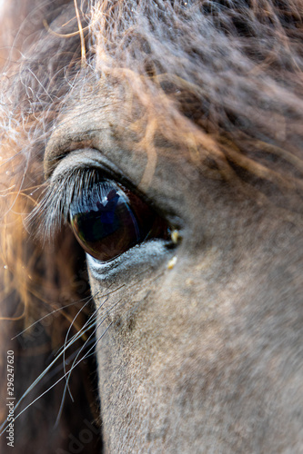 Icelandic horse closeup of eye