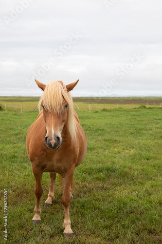 Icelandic horse standing in a green field looking forward