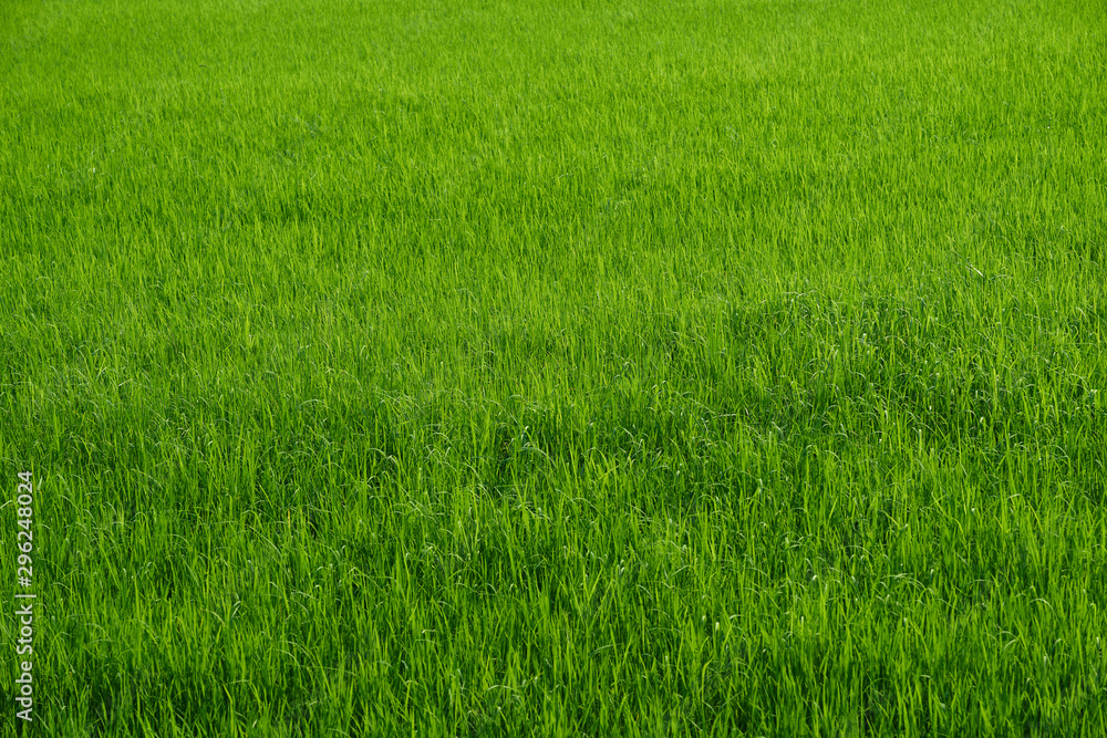 Rice farm in green harvest season in country side Rice farm in green harvest season in country side