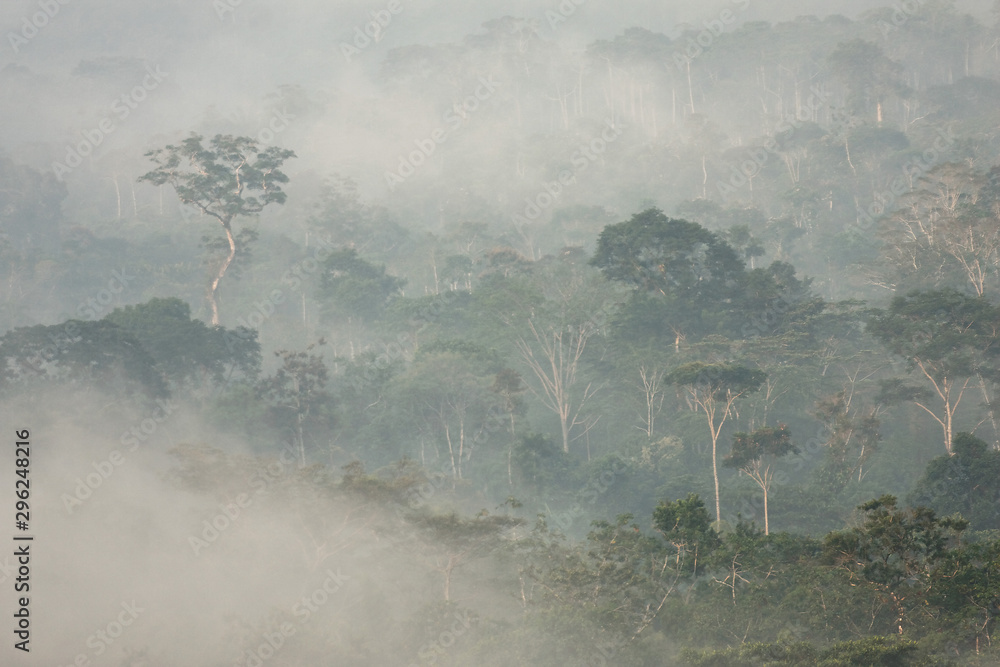 Fototapeta premium Morning mist in Amazon rainforest, Ecuador