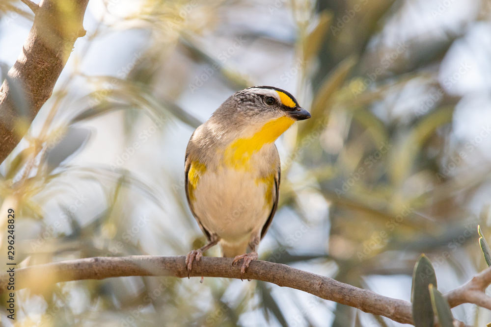 Naklejka premium Striated Pardalote in Australia