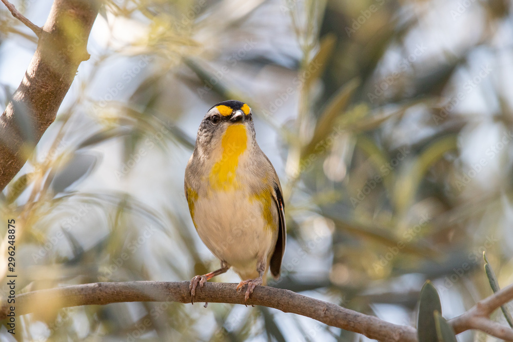 Naklejka premium Striated Pardalote in Australia