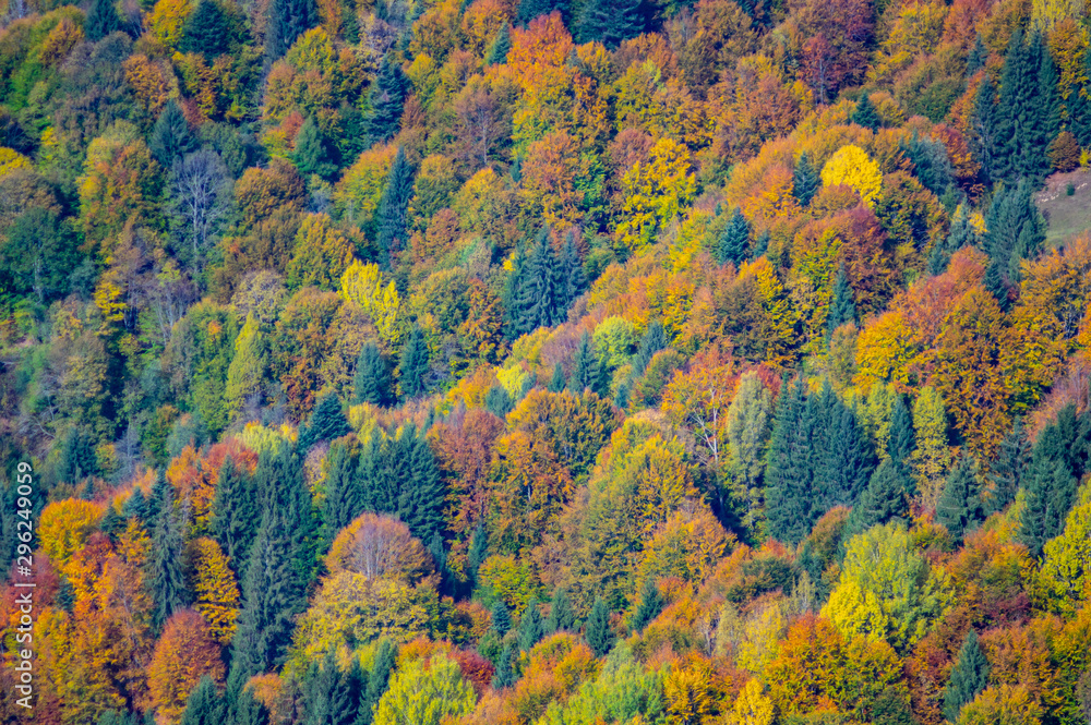 Yellow autumn forest in the mountains Yellow autumn forest in the mountains