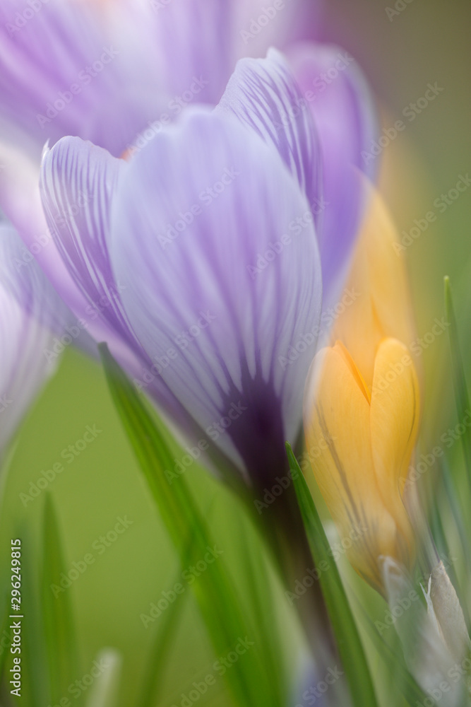 Krokus Krokus