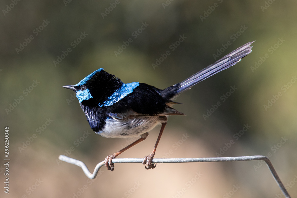 Naklejka premium Male Superb Fairywren in Australia