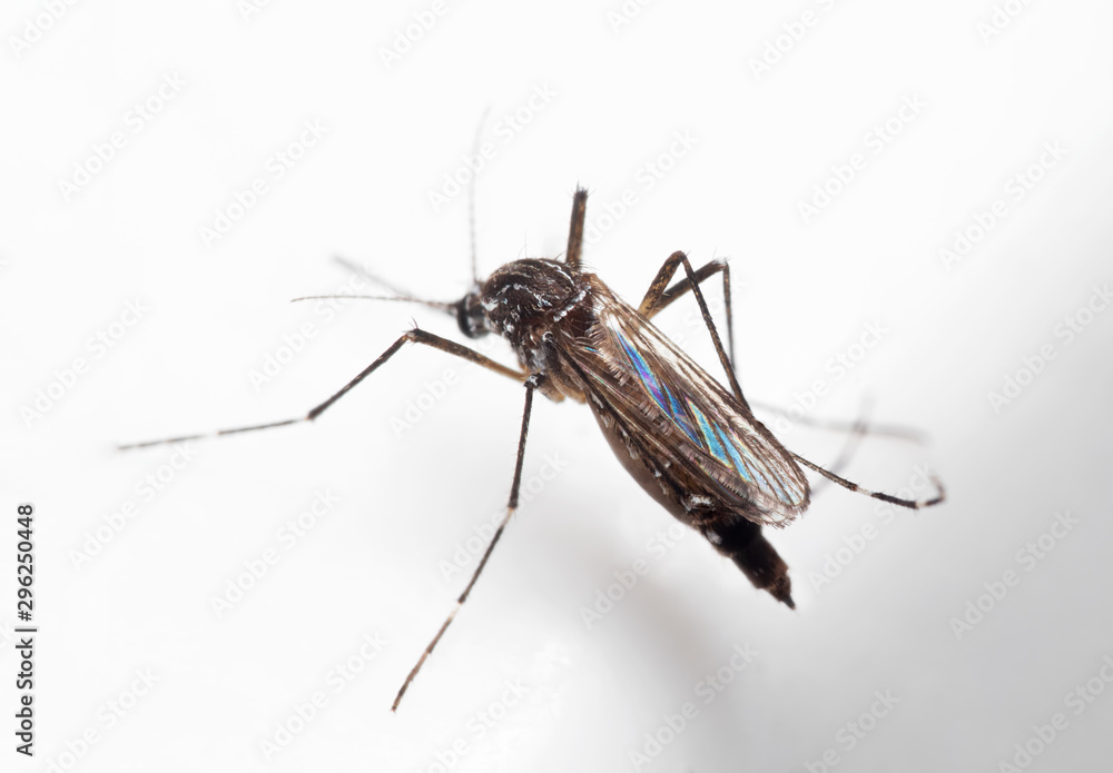Macro Photo of Yellow Fever Mosquito on White Floor Macro Photo of Yellow Fever Mosquito on White Floor