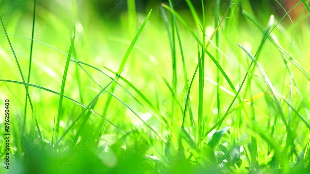 Closeup green grass with sunlight in the morning Closeup green grass with sunlight in the morning