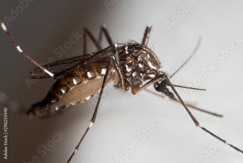 Macro Photo of Yellow Fever Mosquito on White Floor