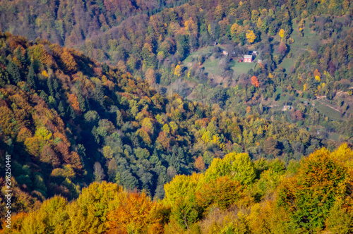 Yellow autumn forest in the mountains