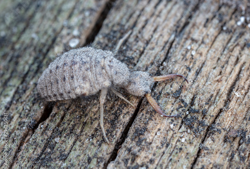 Fényképezés large ant lion, live insect