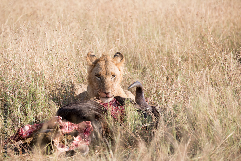 A lion and its kill - a wildebeest - Tanzania. Africa A lion and its kill - a wildebeest - Tanzania. Africa