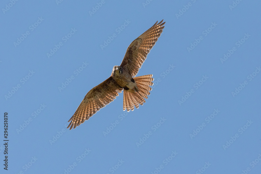 Obraz premium Brown Falcon in Australia