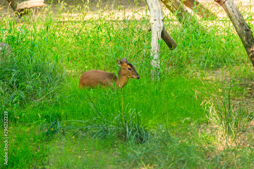 Reeves's muntjac (Muntiacus reevesi), also known as Chinese muntjac