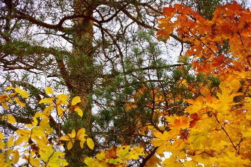 Autumn trees are recited with a variety of colors. Yellow, green, red, orange ... Despite the fact that in the autumn there is often a gray sky, colored trees help maintain a positive mood photo