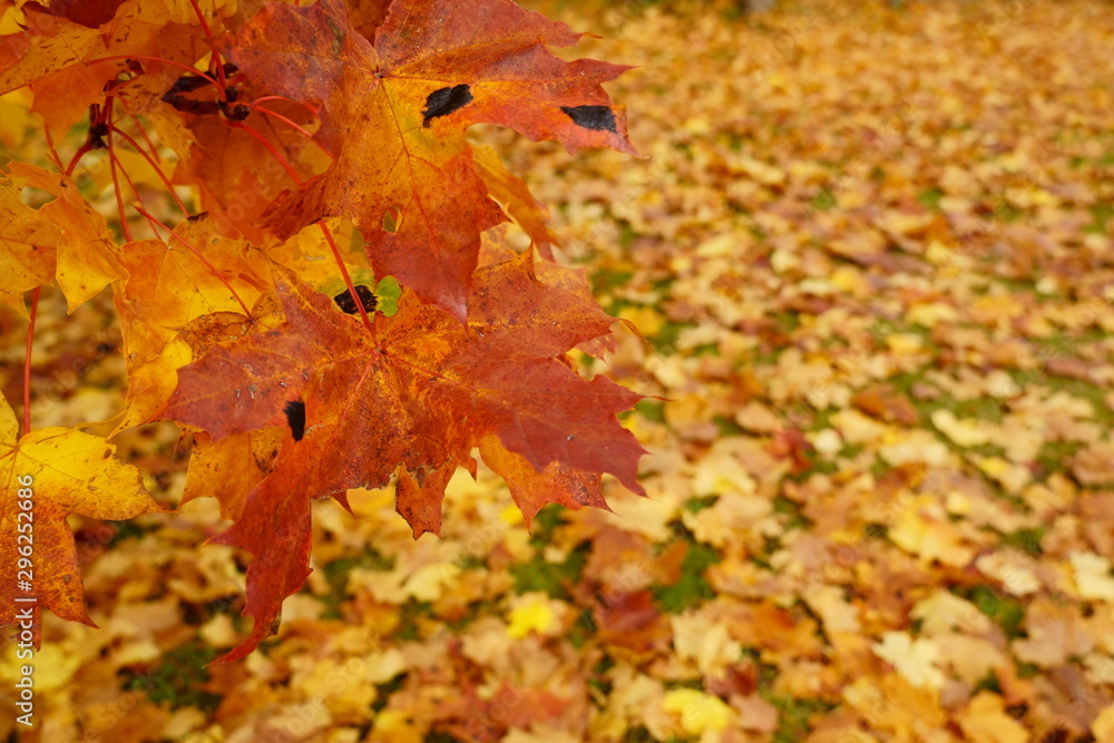 Colored maple leaves in the fall. well convey the mood of autumn Close up red leaves. Colored maple leaves in the fall. well convey the mood of autumn Close up red leaves.