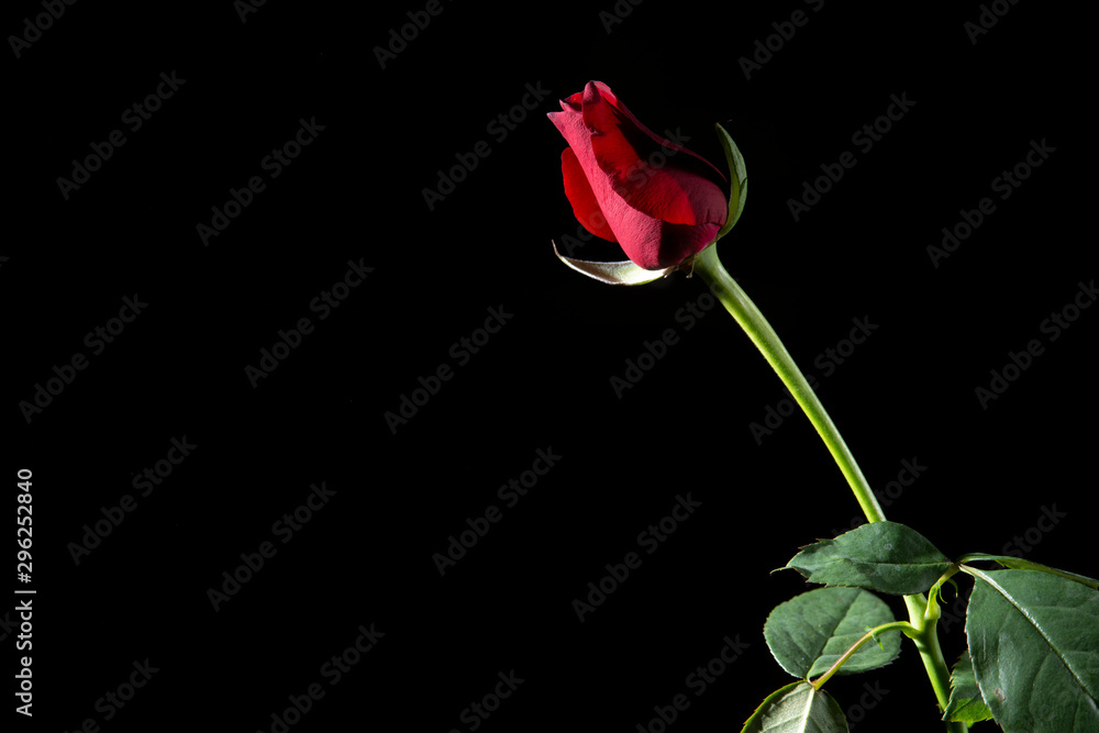 Rose snow winter night. Rose in the night winter Rose snow winter night. Rose in the night winter