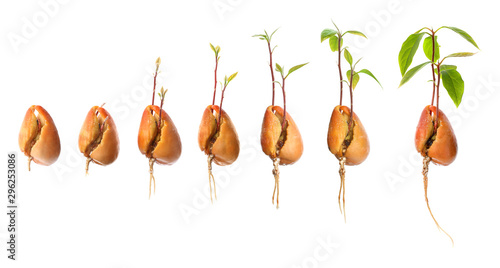 Process of growing avocado on white background