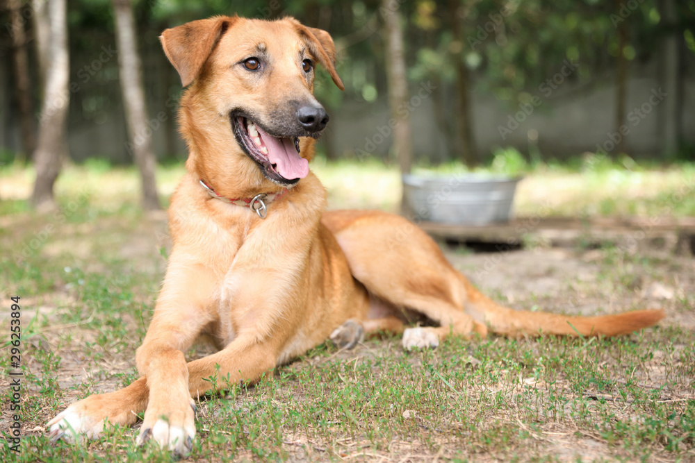 Homeless dog at animal shelter outdoors. Concept of volunteering Homeless dog at animal shelter outdoors. Concept of volunteering