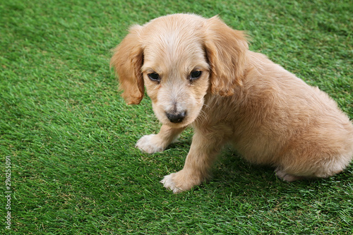 Cute English Cocker Spaniel puppy on green grass. Space for text