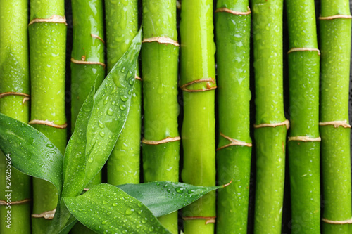 Green leaves on bamboo stems, top view