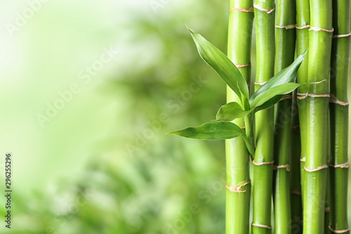 Green bamboo stems on blurred background. Space for text